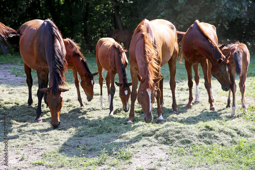 Young foals and mares grazing peaceful together on horse ranch 