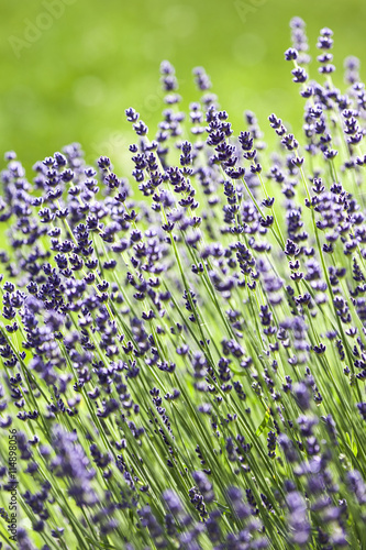 Lavendelblüten