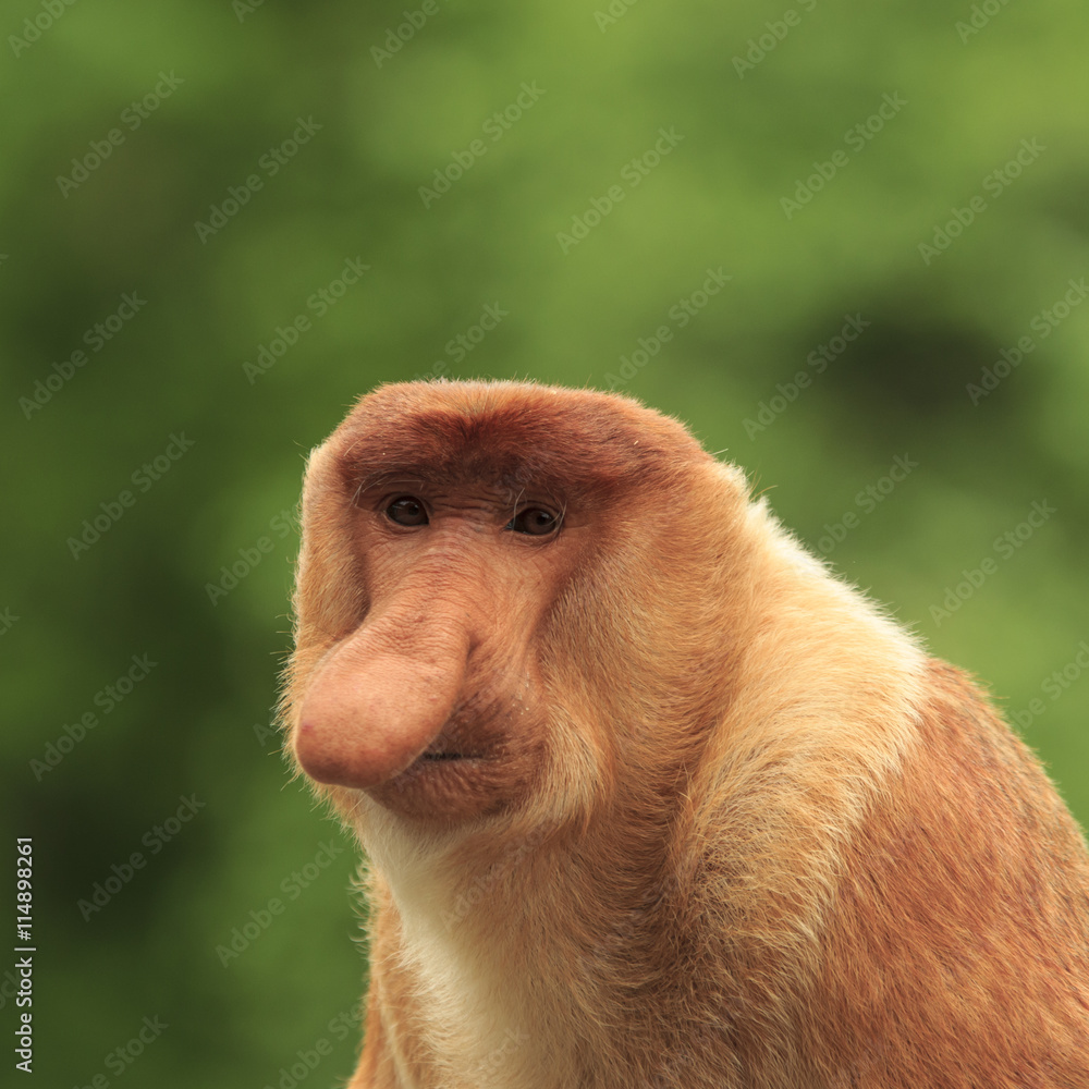 Naklejka premium Proboscis Monkey adult male portrait