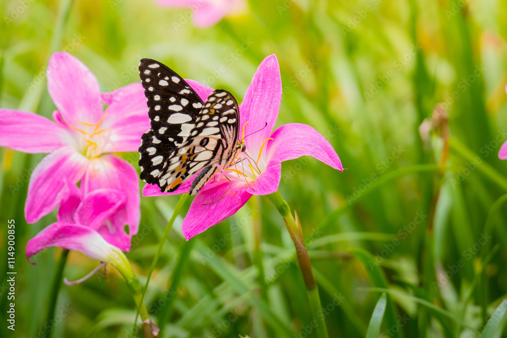 Beautiful Butterfly on Colorful Flower Beautiful Butterfly on Colorful Flower