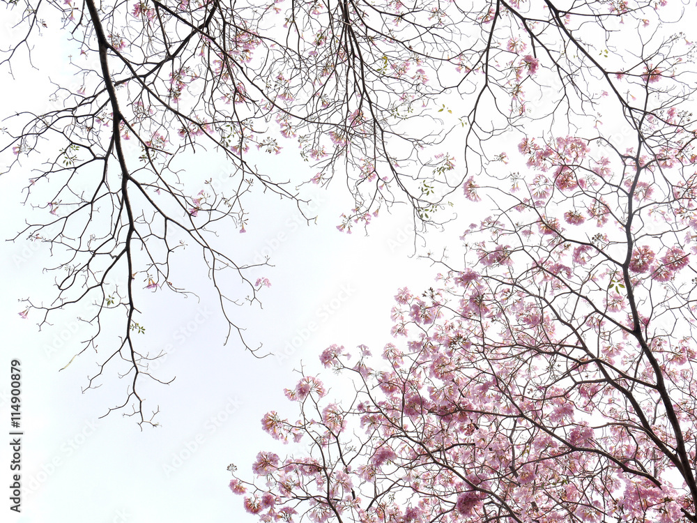 Spring Tabebuia Flowers