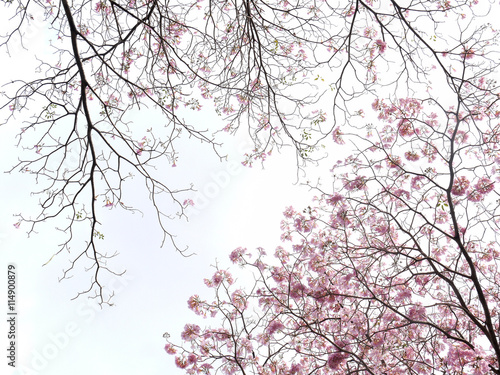 Spring Tabebuia Flowers