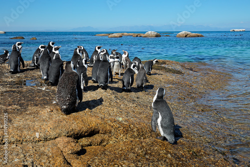Fototapet Group of African penguins (Spheniscus demersus) sitting on coastal rocks, Western Cape, South Africa