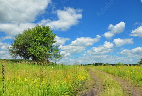 Beautiful flower meadow with meadow salsify, lonely tree, clouds