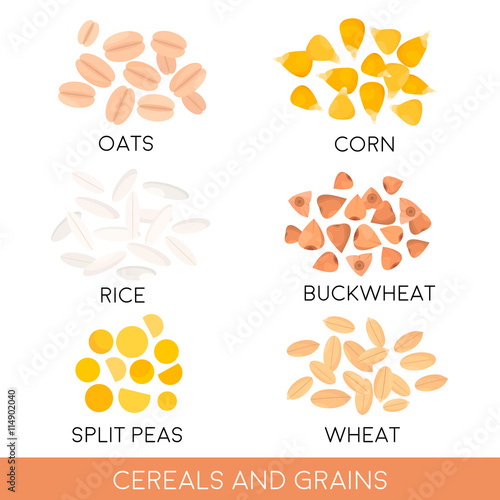 Cereals and grain, oats, rice, corn, split peas, wheat, buckwheat isolated. Vector illustration
