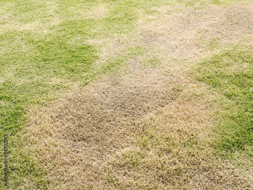 Billede på lærred green grass and dry grass