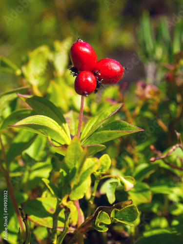 Berries Swedish turf cornus suecica (The Latin name: Chamaepericlymenum suecicum) photo