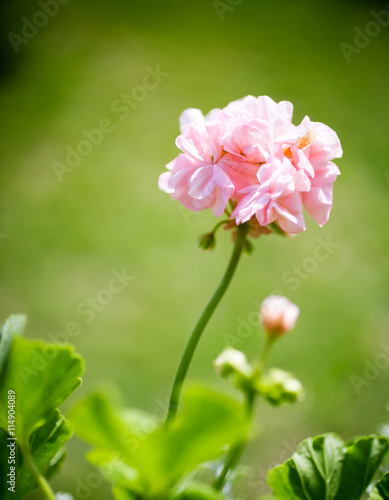 Fototapeta Naklejka Na Ścianę i Meble -  Pink pelargonium