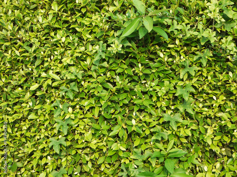 Obraz premium bush wall green leaf texture