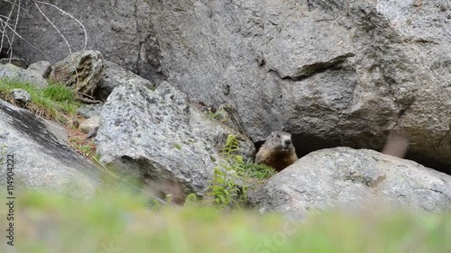 Marmot, Marmota marmota, Cute animal sitting under a  stone, nature rock habitat, Alp, Swiss