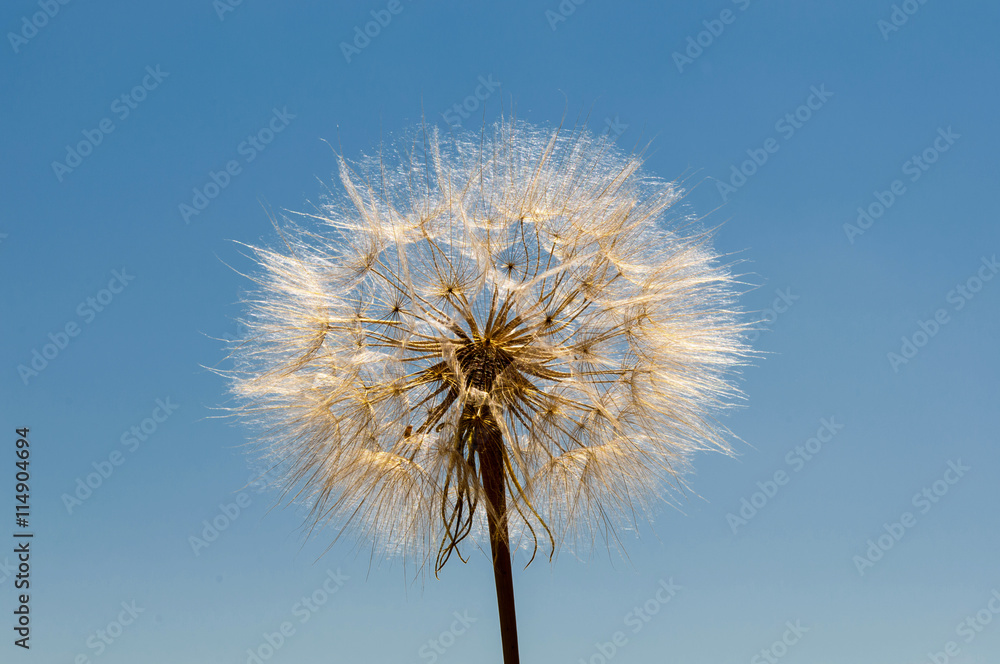 Air dandelion