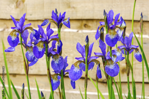 Fototapeta Naklejka Na Ścianę i Meble -  Blue irises in a garden close-up.