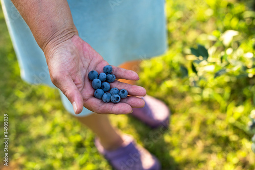 farmer holding fresh organic blueberries
