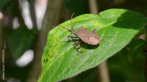 Dock bug (Coreus marginatus). A large and mottled reddish-brown squashbug in the family Coreidae photo