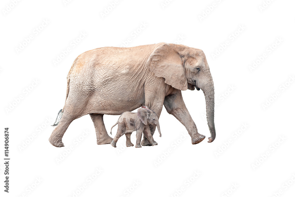 Obraz premium Tiny elephant calf walking next to mother isolated on white