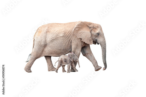 Tiny elephant calf walking next to mother isolated on white