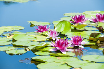 Acrylglasbilder Wasserlilien Seerosen im stillen Gartenteich  © pergo70