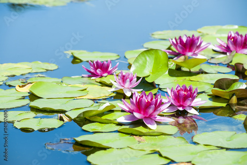 Fototapeta Naklejka Na Ścianę i Meble -  Water lilies