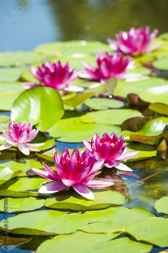 Fototapeta Naklejka Na Ścianę i Meble -  Water lilies