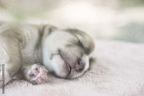 Adorable Small Puppy Relaxing on bed.