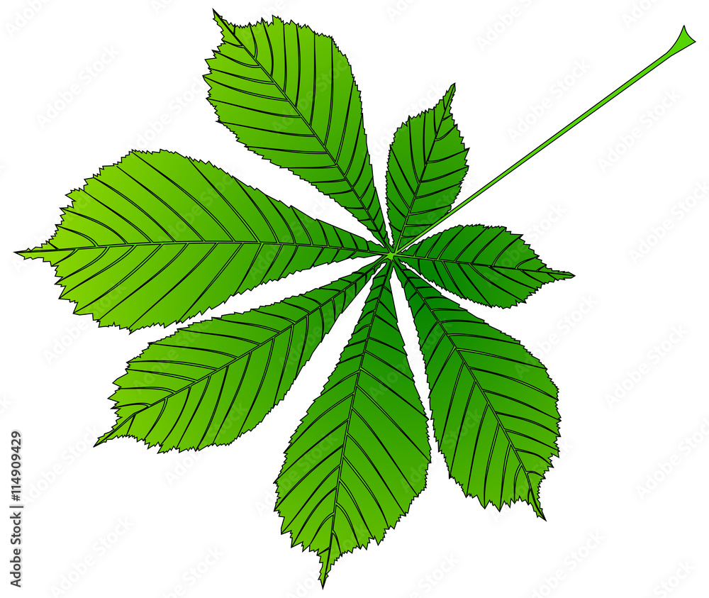 chestnut, buckeye ,(Aesculus hippocastanum)