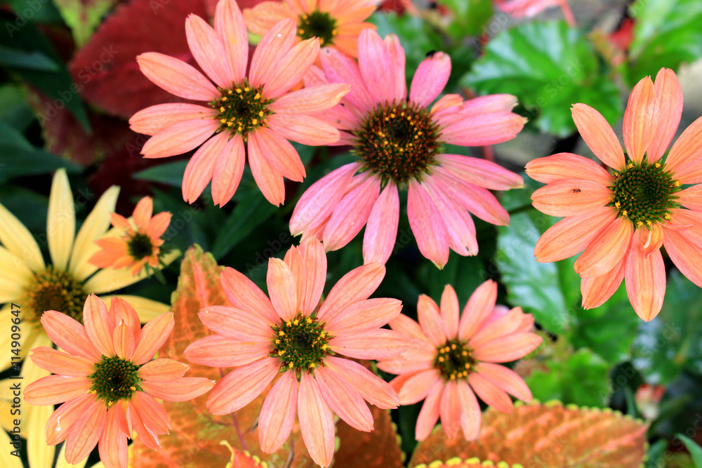 Echinacea herb garden Echinacea herb garden