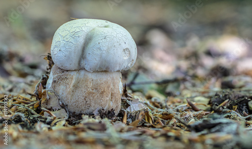 summer cep - Boletus reticulatus