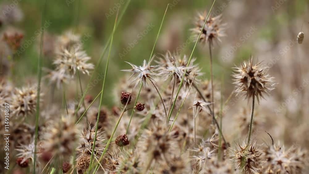 Trifolium stellatum (Starry clover) wild plant in nature Trifolium stellatum (Starry clover) wild plant in nature