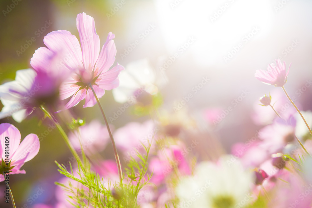 Cosmos flower in garden at sunset Cosmos flower in garden at sunset