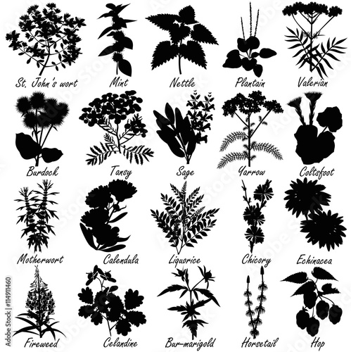 Set of medicinal and healing herbs silhouettes. Hand drawn vector illustrations.