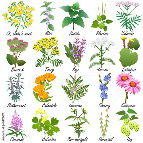 Medicinal and healing herbs collection. Hand drawn set of botanical vector illustrations, isolated on white. photo