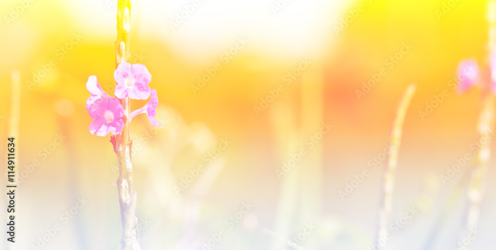 Obraz premium Purple flower growing in the meadow