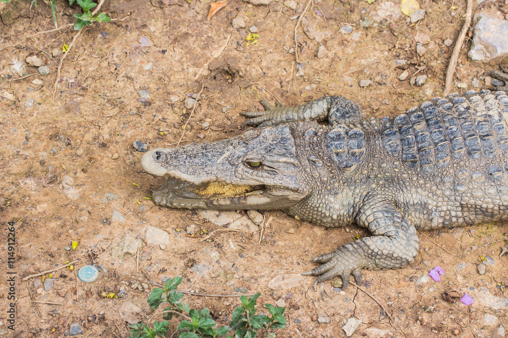 Fototapeta premium Siamese freshwater crocodile on ground.