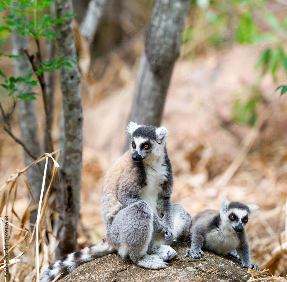 Obraz premium two catta lemurs on a stone