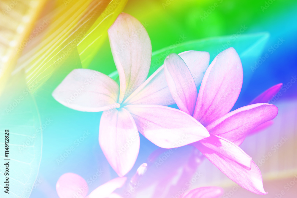 branch of tropical flowers frangipani (plumeria), branch of tropical flowers frangipani (plumeria),
