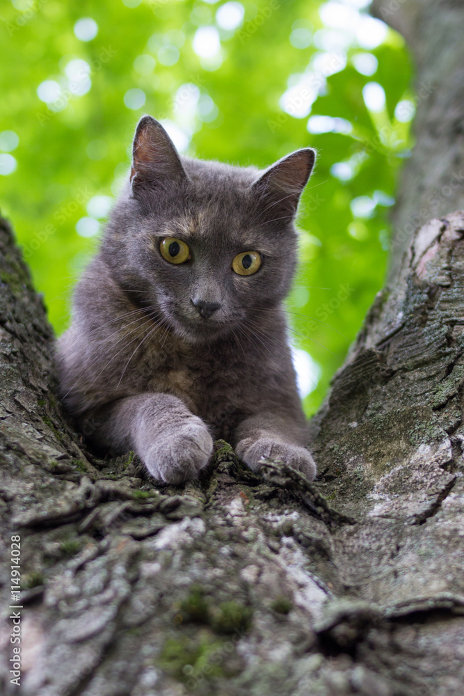 Cat at a Tree Cat at a Tree