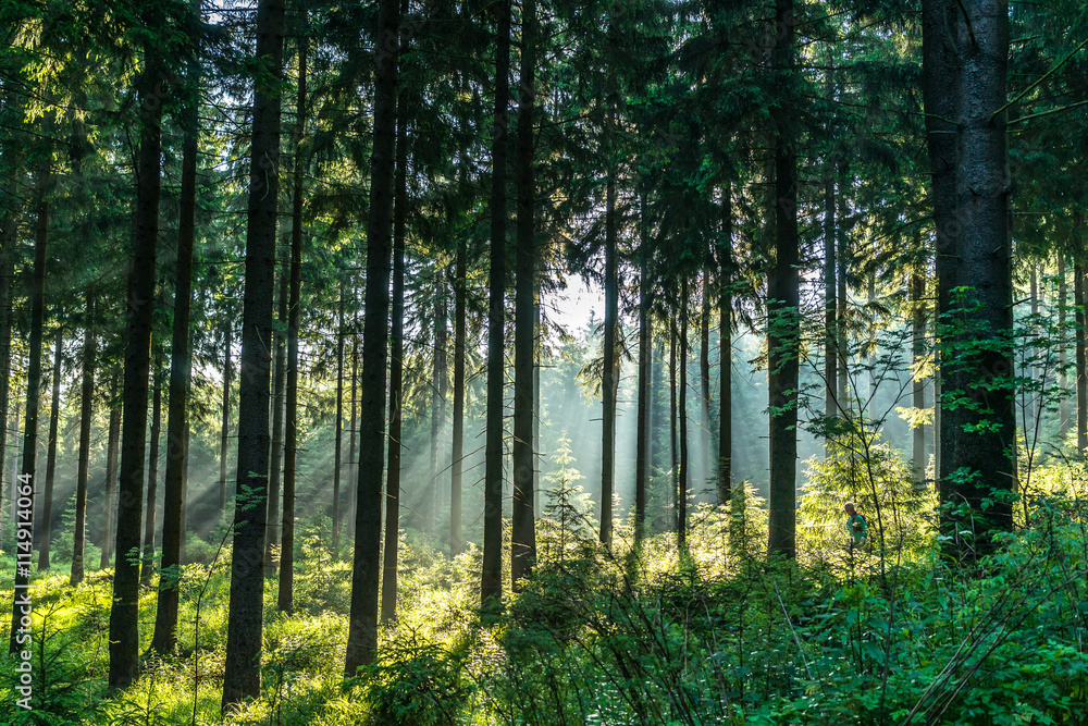 Obraz premium Sonnendurchschiener Wald