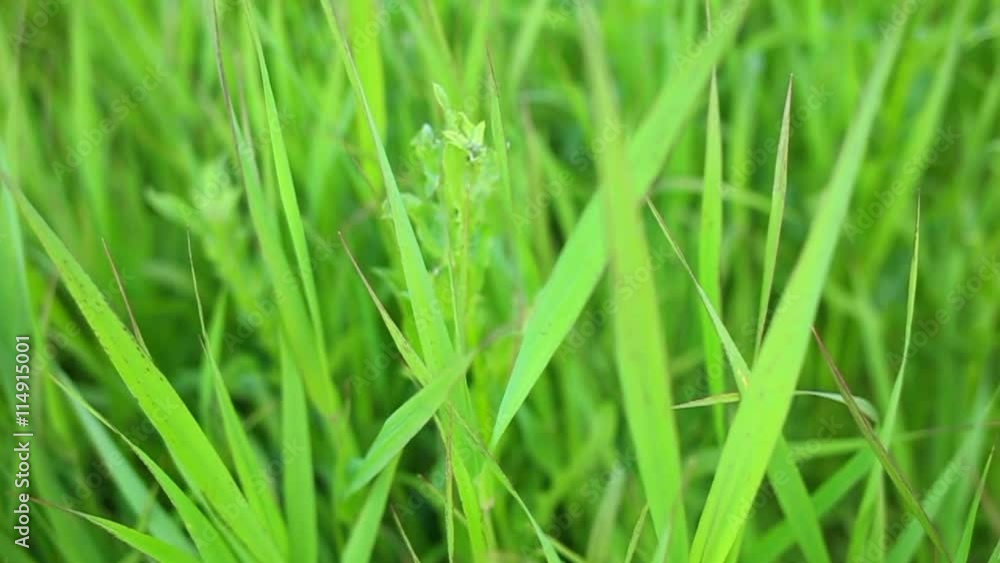 Close up of long green grass in field in countryside. Slow motion video footage of natural background. Close up of long green grass in field in countryside. Slow motion video footage of natural background.