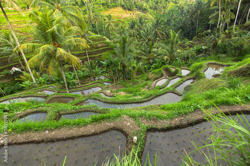 Green rice terraces in Bali island.