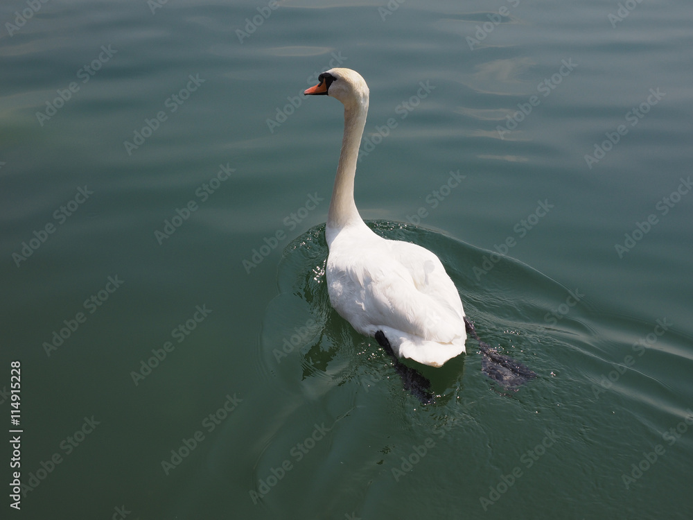Fototapeta premium White Swan bird animal