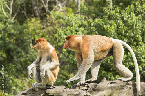 Fototapeta Naklejka Na Ścianę i Meble -  Proboscis monkey, male and female. Sanctuary in Labuk bay, Borneo.