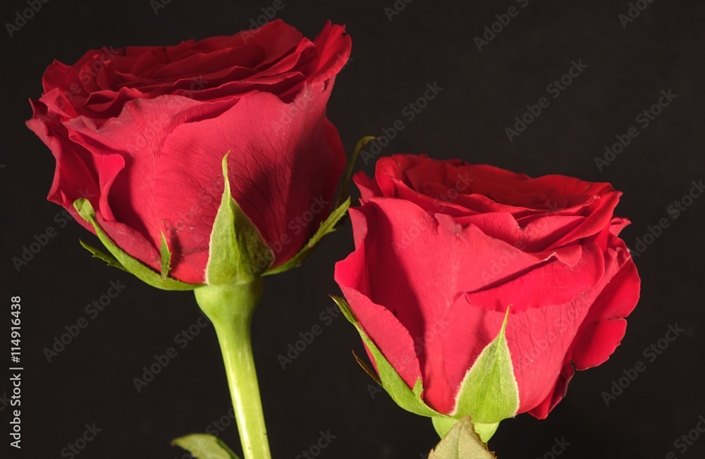 Fototapeta premium Abschiedsrosen