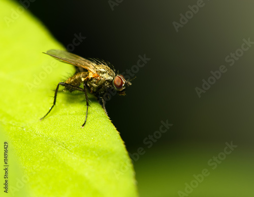 blow-flies, carrion flies, bluebottles, greenbottles, or cluster flies photo