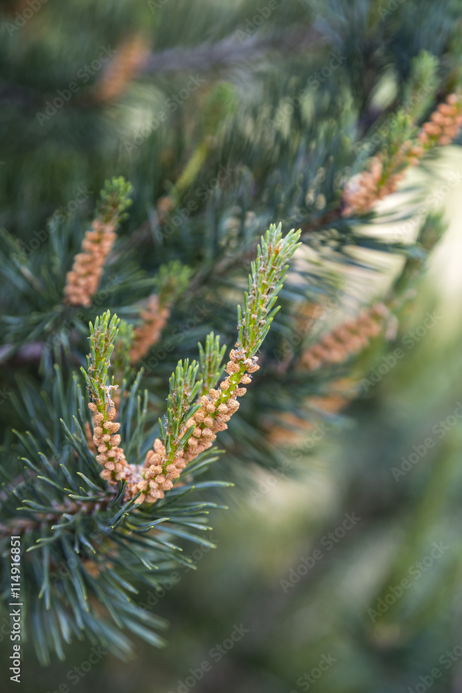 new green leaves of a young pine shoots
new green leaves of a young pine shoots