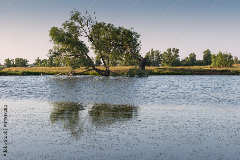 tree on the shore of the pond in the evening tree on the shore of the pond in the evening