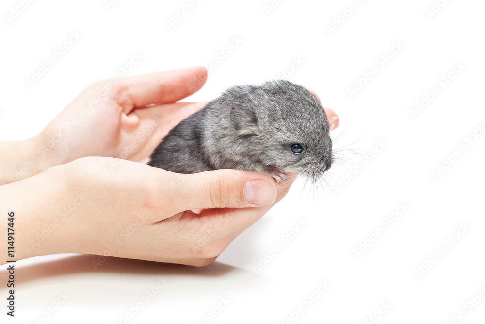 Chinchilla baby sitting on hands Chinchilla baby sitting on hands