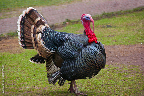 0250 - Truthahn turkey