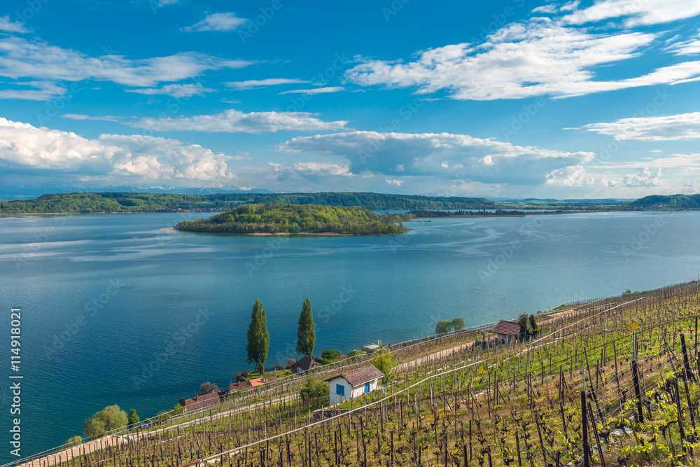 Vineyard by the lake of Biel, Switzerland - obrazy, fototapety, plakaty 
