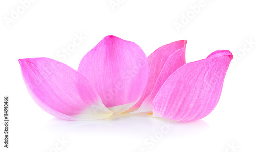 petal lotus flower on white background