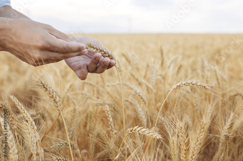 Wheat ears in farmer hands close up on field background